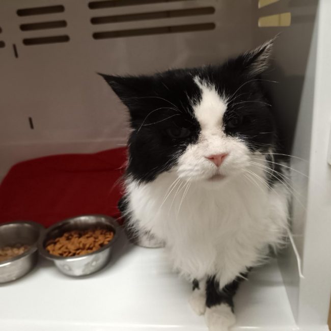 Johanna - Chat à adopter