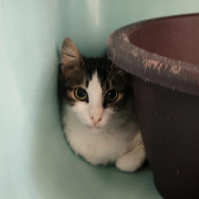 Ma princesse - Chat Angora Turc à adopter