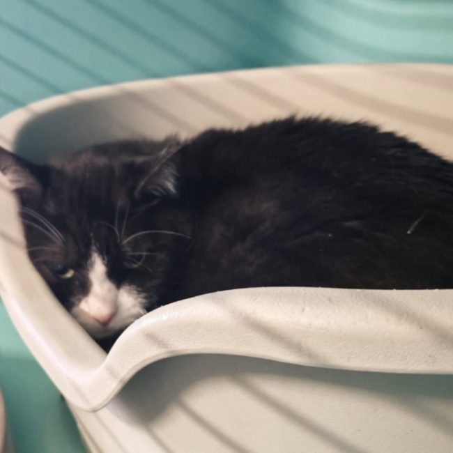 Noe - Chat Européen à adopter