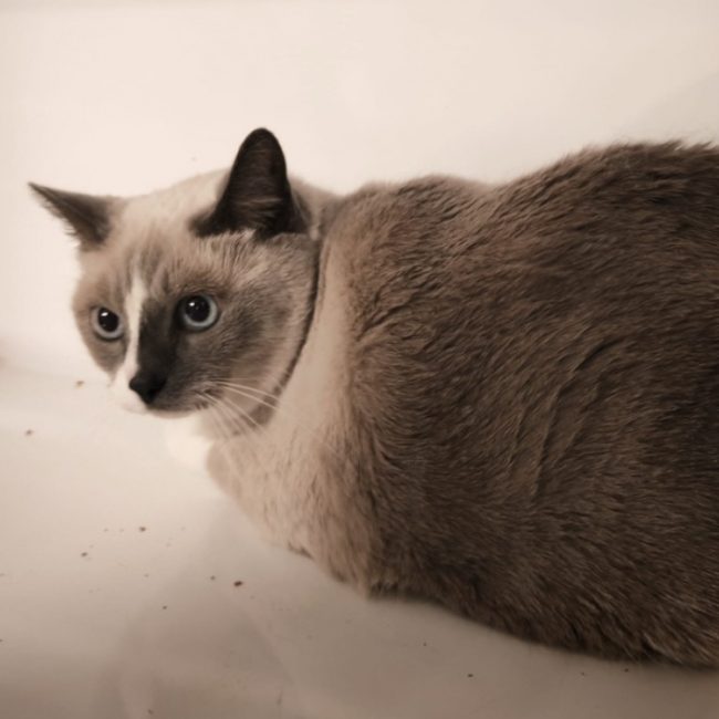 Toutsee - Chat Siamois à adopter