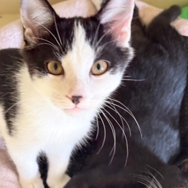 Theon - Chat Européen à adopter