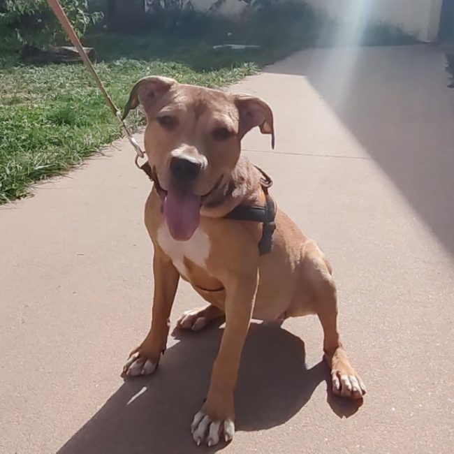 Colette - Chien à adopter