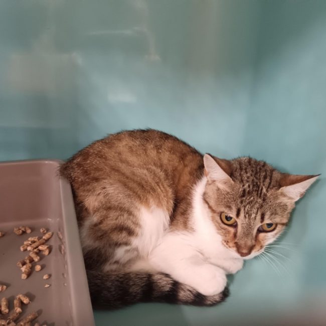 Plume - Chat Européen à adopter