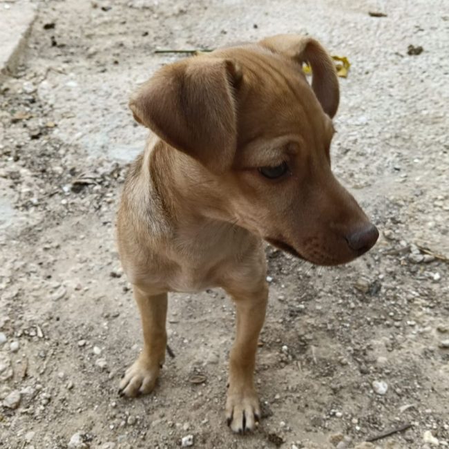 Lenon - Chien à adopter