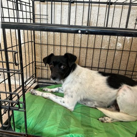 NABI - Chien à adopter