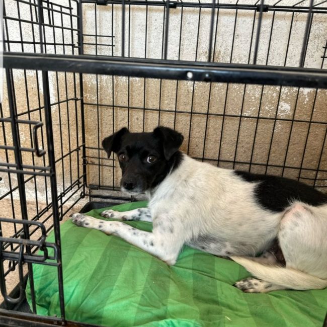 NABI - Chien à adopter