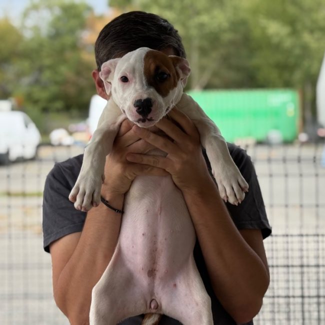 Alex - Chien Bouledogue Américain à adopter