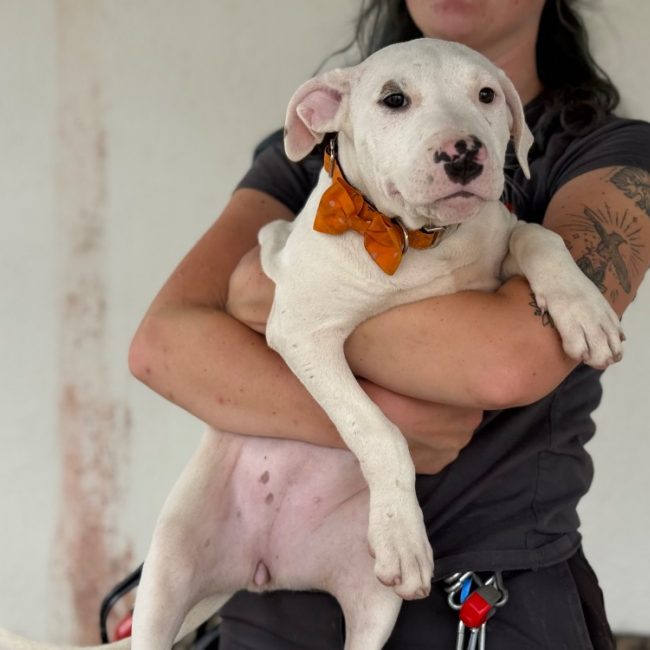 Clover - Chien Bouledogue Américain à adopter