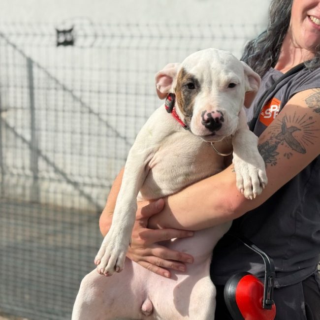 Sam - Chien Bouledogue Américain à adopter
