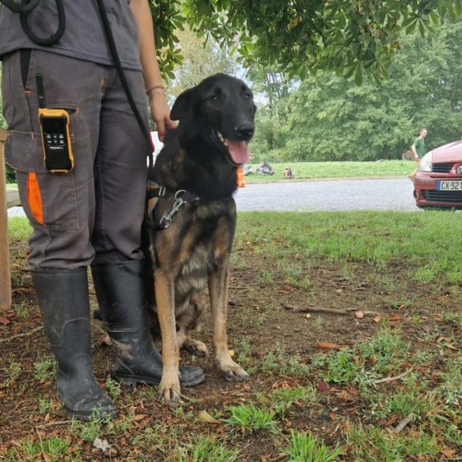 Leiko - Chien Berger Belge Malinois à adopter
