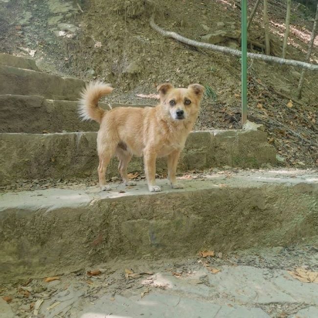 Harry - Chien à adopter