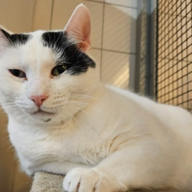 Opi - Chat Européen à adopter