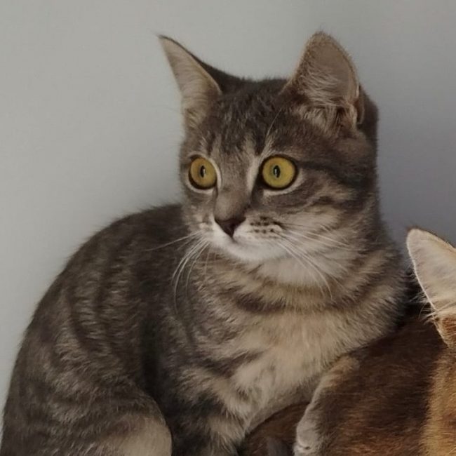Maeva - Chat Européen à adopter