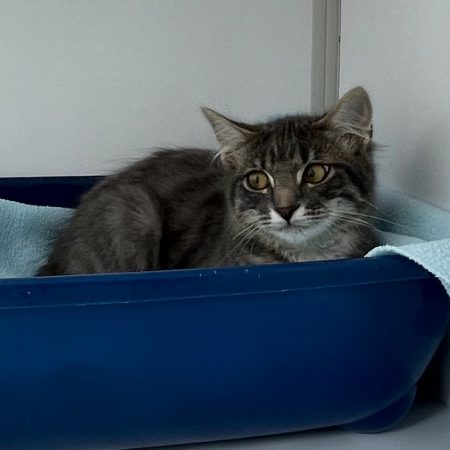 Mana - Chat Européen à adopter