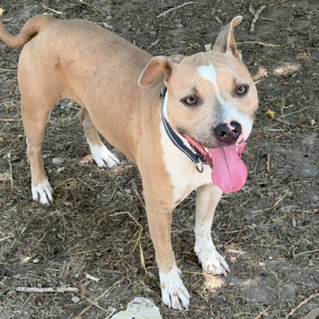 Juliette - Chien Bouledogue Américain à adopter