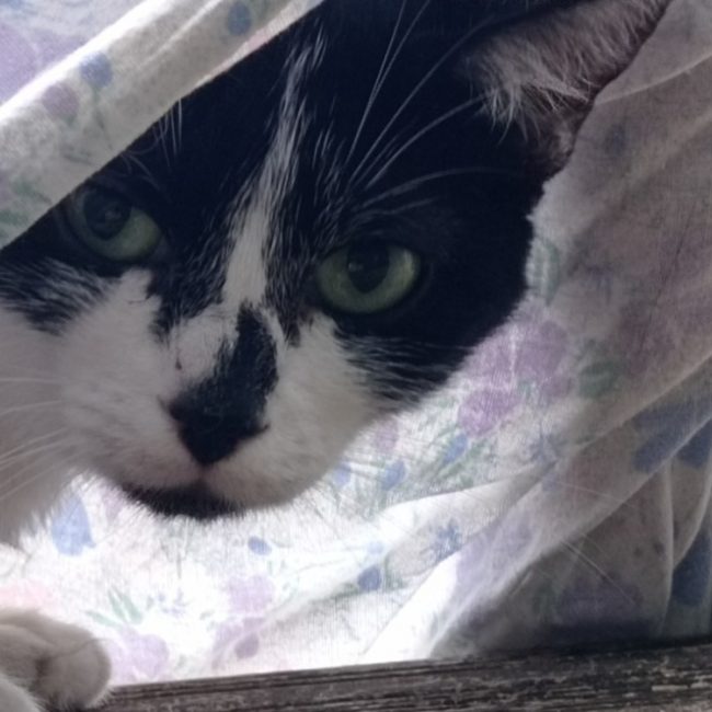 Neoda - Chat Européen à adopter