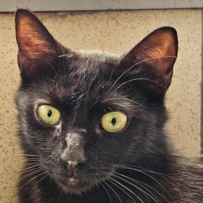 Thoriel - Chat Européen à adopter