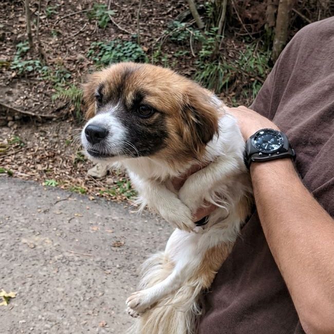 Sakura - Chien à adopter