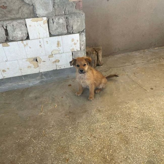 Aïko - Chien à adopter