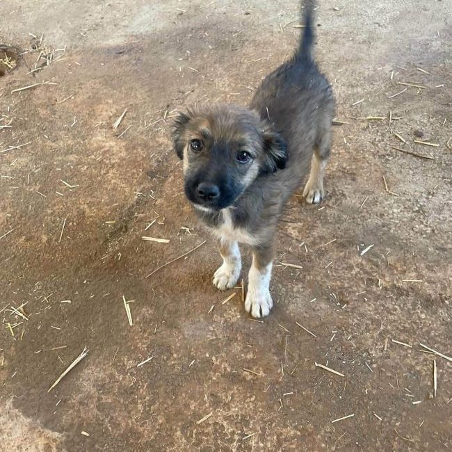 Taiyo - Chien à adopter