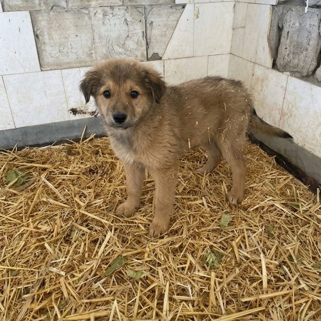 Tsuki - Chien à adopter