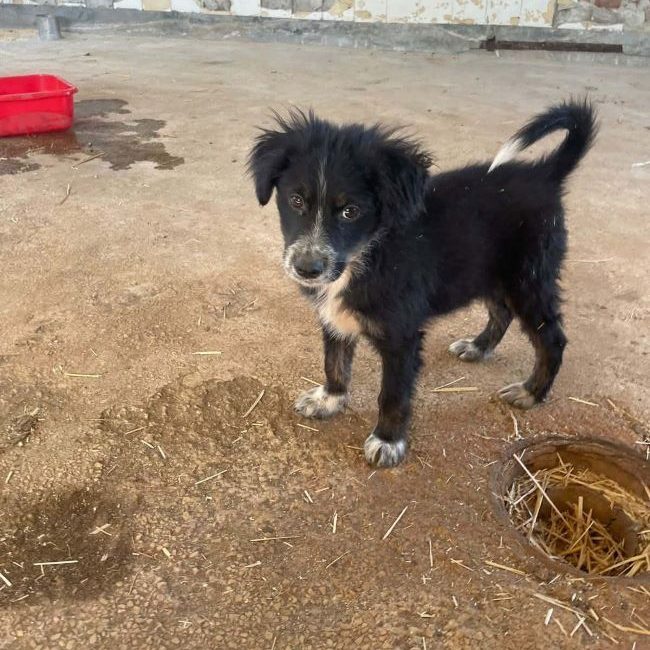 Yuki - Chien à adopter