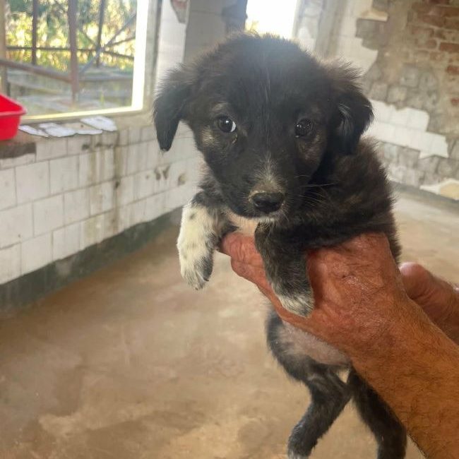 Hoshi - Chien à adopter