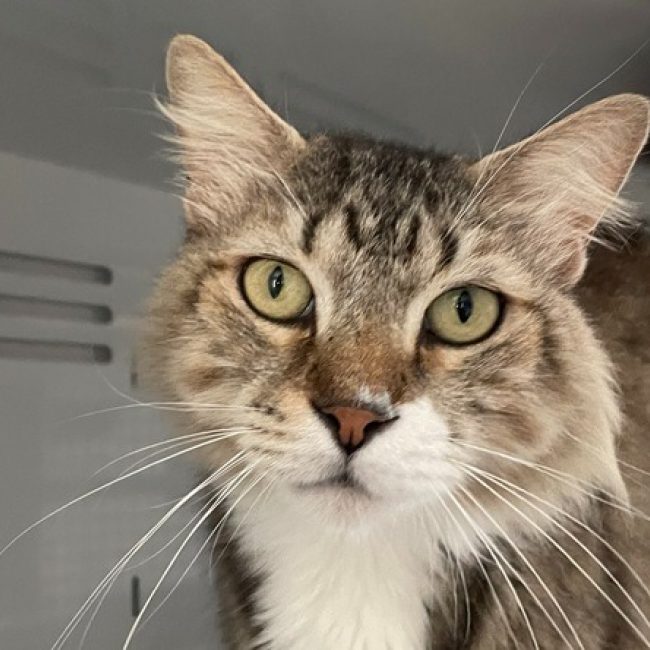 Berlioz - Chat Norvégien à adopter