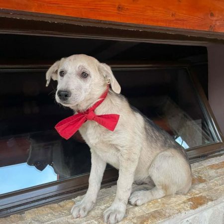 Linsey - Chien à adopter