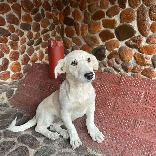 Lorna - Chien à adopter