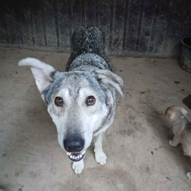 Bellona - Chien à adopter