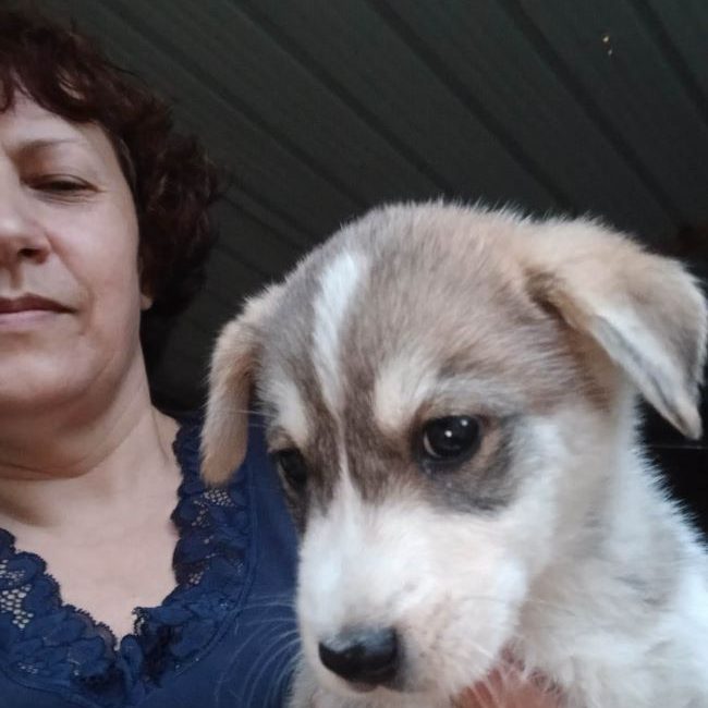 Bjorn - Chien à adopter