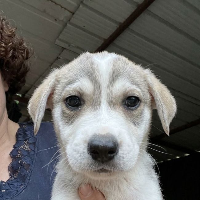 Briella - Chien à adopter