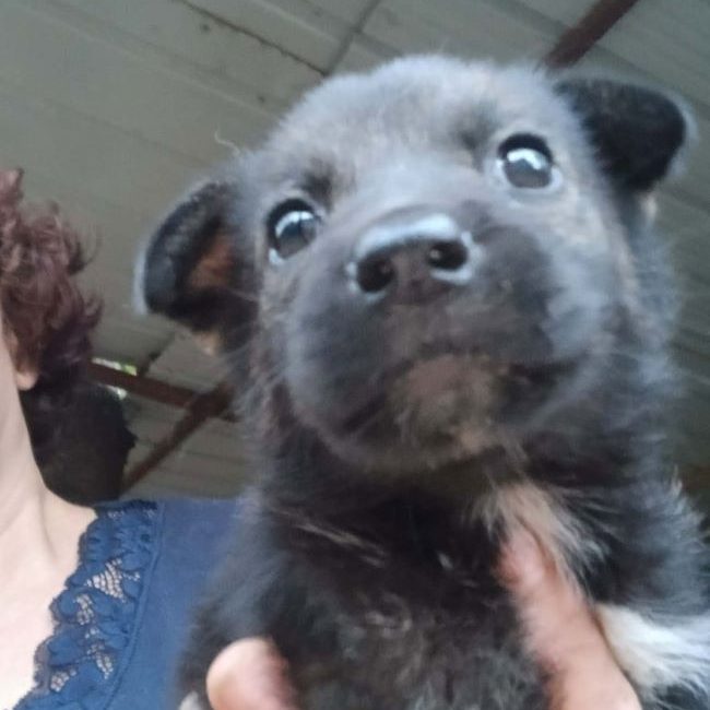 Brina - Chien à adopter