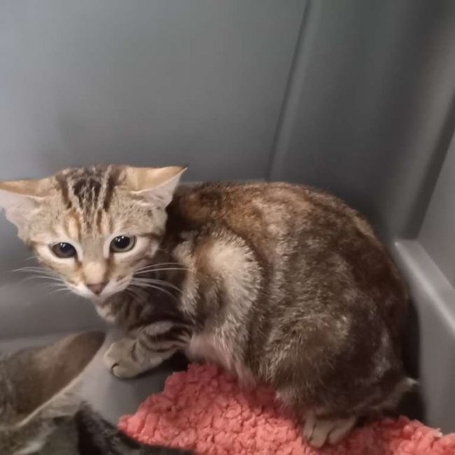 Raven - Chat Européen à adopter