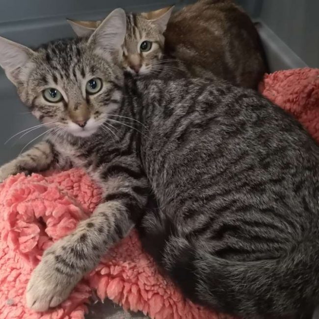 Réservé guizmo - Chat Européen à adopter