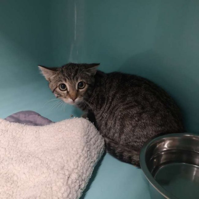 Felix - Chat Européen à adopter