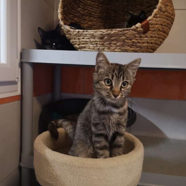 Apia - Chat Européen à adopter