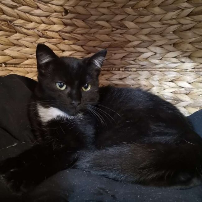 Prince - Chat Européen à adopter