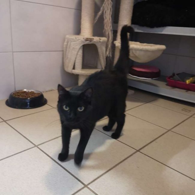 Astra - Chat Européen à adopter