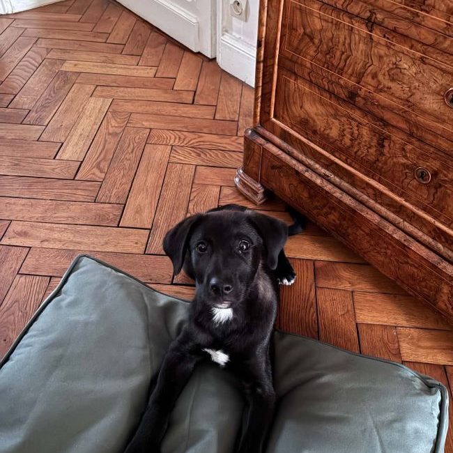 Berry - Chien à adopter