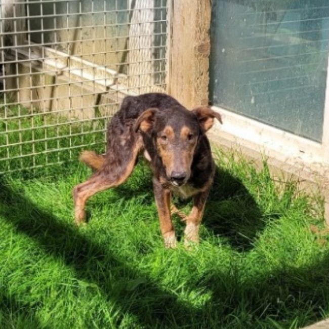 Cachou - Chien à adopter
