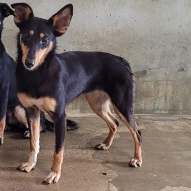 Garcia - Chien à adopter