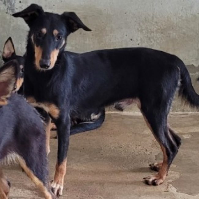 Jose - Chien à adopter