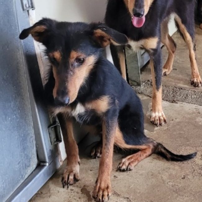 Piano - Chien à adopter