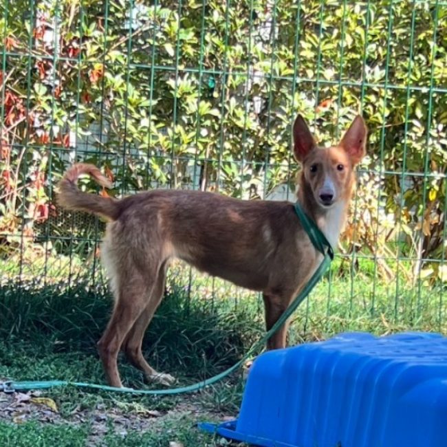 Sidonie - Chien à adopter