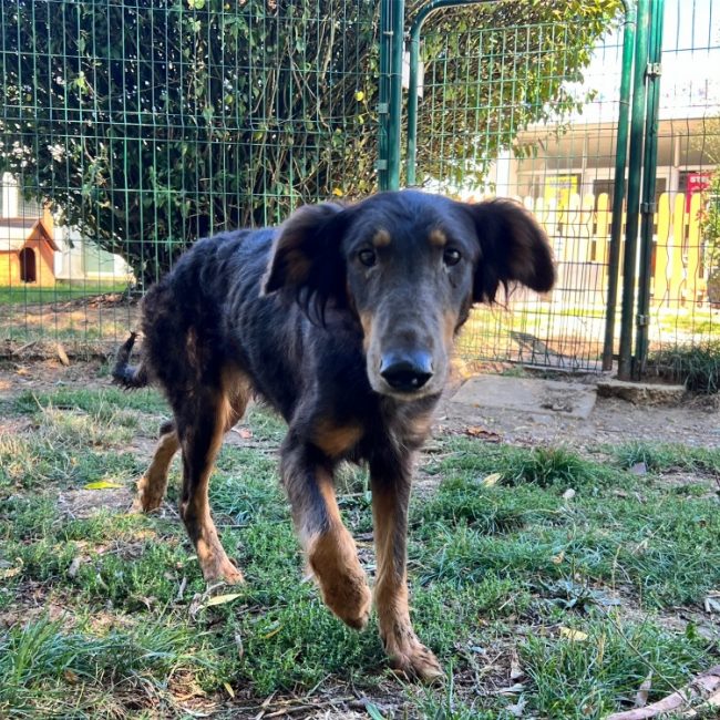 Rebecca - Chien à adopter