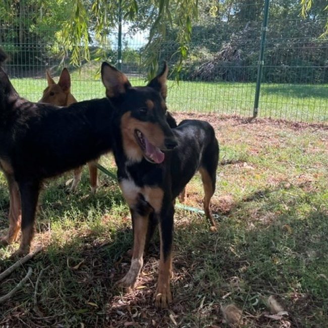 Djamila - Chien à adopter