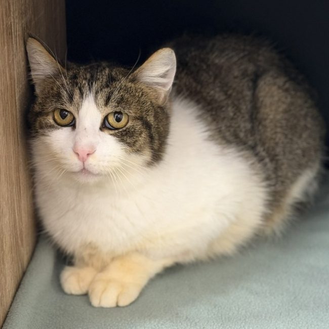 Marie - Chat Européen à adopter