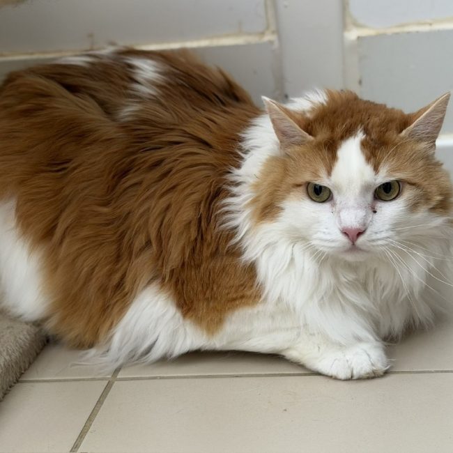 Léon - Chat Européen à adopter